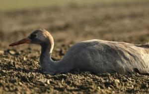 По данным Красной книги, в Украине сейчас насчитывается от 500–600 до 700–850 пар серых журавлей