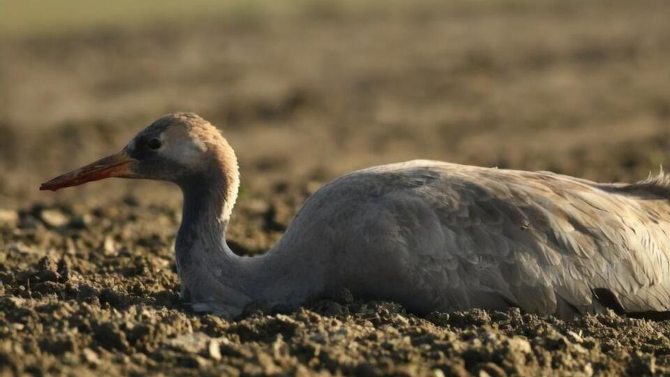 По данным Красной книги, в Украине сейчас насчитывается от 500–600 до 700–850 пар серых журавлей