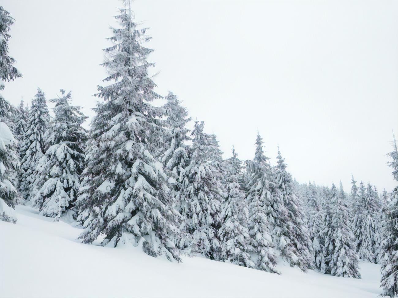 В НАН отмечают, что зимы в Украине становятся затяжными и теплыми