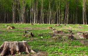 Убытки экологии увеличились на 3% по сравнению с 2019 годом