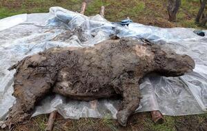 Знахідку планують доправити у Стокгольм