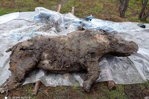 Находку планируют отправить в Стокгольм