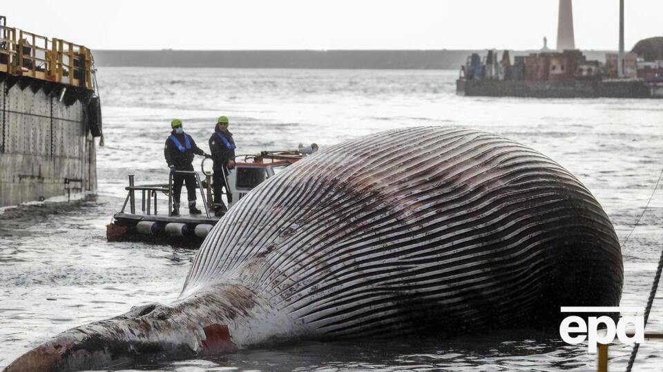 Тушу кита отвезли в порт Неаполя