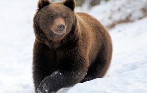 Местные власти планируют переселить медведя в другое место