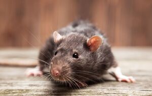 Больной видел в своем домохозяйстве крыс, которые являются переносчиками этого вируса