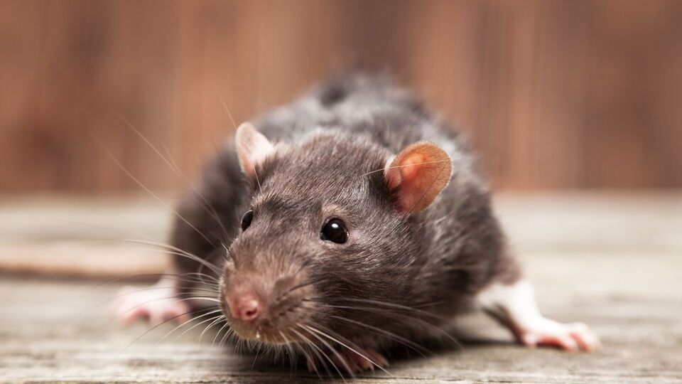 Больной видел в своем домохозяйстве крыс, которые являются переносчиками этого вируса