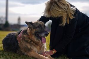 Чемп и Мейджор переехали к хозяевам