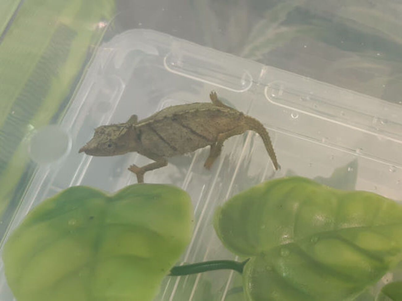 Этот вид хамелеонов находится под угрозой исчезновения