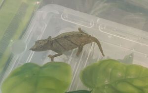 Этот вид хамелеонов находится под угрозой исчезновения