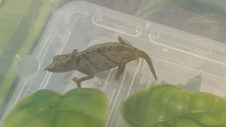 Цей вид хамелеонів перебуває під загрозою зникнення