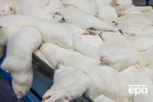 Дания считается крупнейшим в мире производителем меха норки