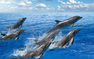 Дельфинов в Босфоре засняли при помощи дронов