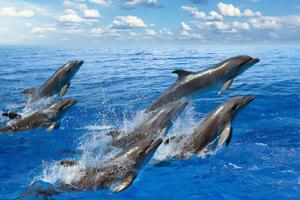 Дельфинов в Босфоре засняли при помощи дронов