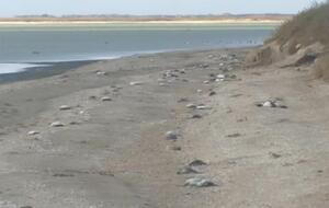 По подсчетам местных ученых, погибло несколько тысяч птиц