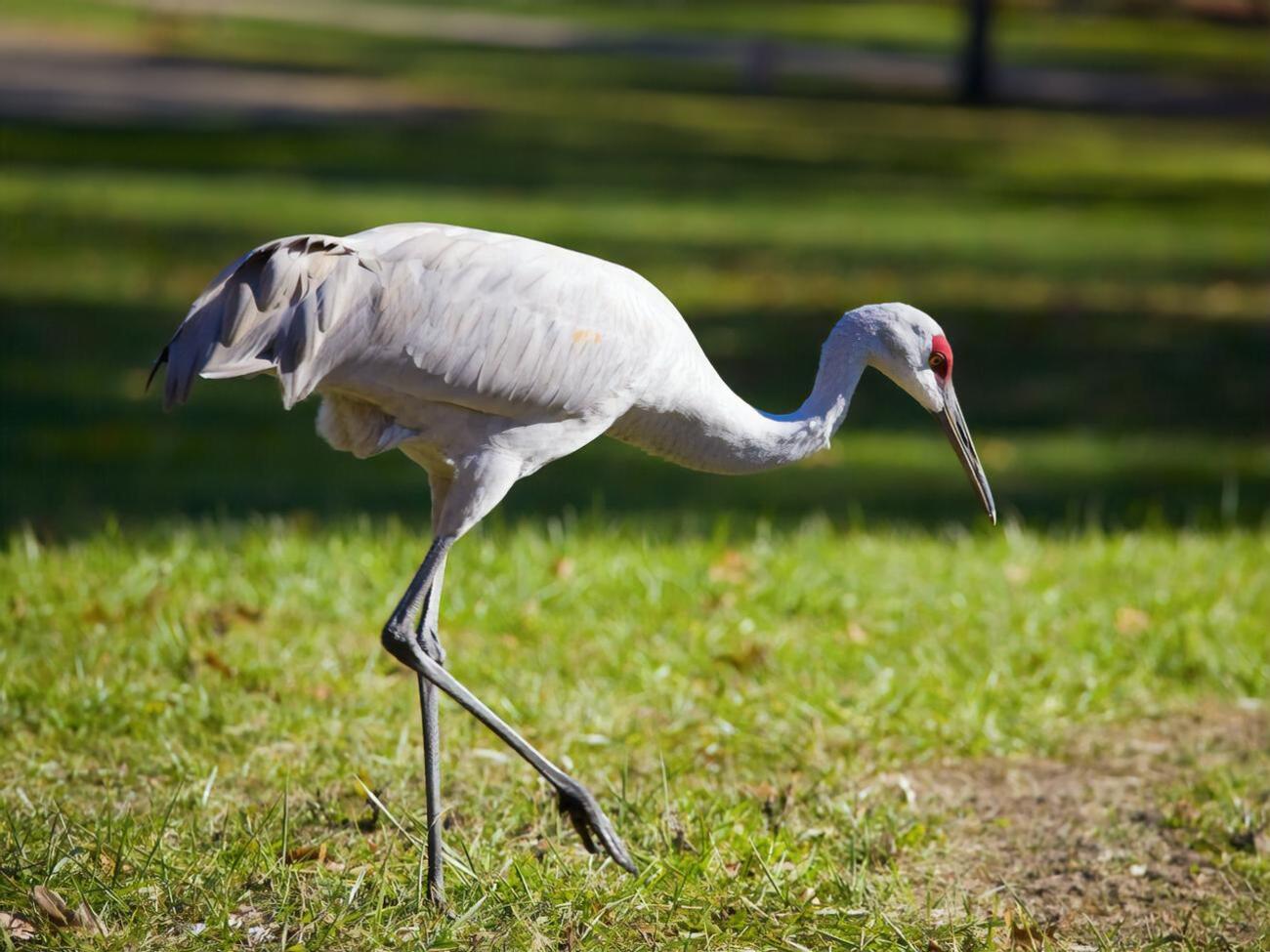 Через отруєні зерна в заповіднику "Асканія-Нова" загинуло понад 2 тис. птахів