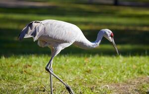 Из-за отравленных зерен в заповеднике "Аскания-Нова" погибло более 2 тыс. птиц