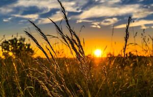 Рынок земли в Украине стартовал в июле