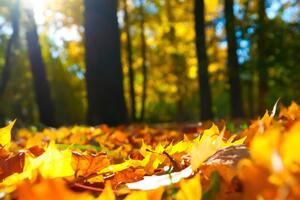 Опади найближчими днями в Україні малоймовірні, повідомила синоптикиня