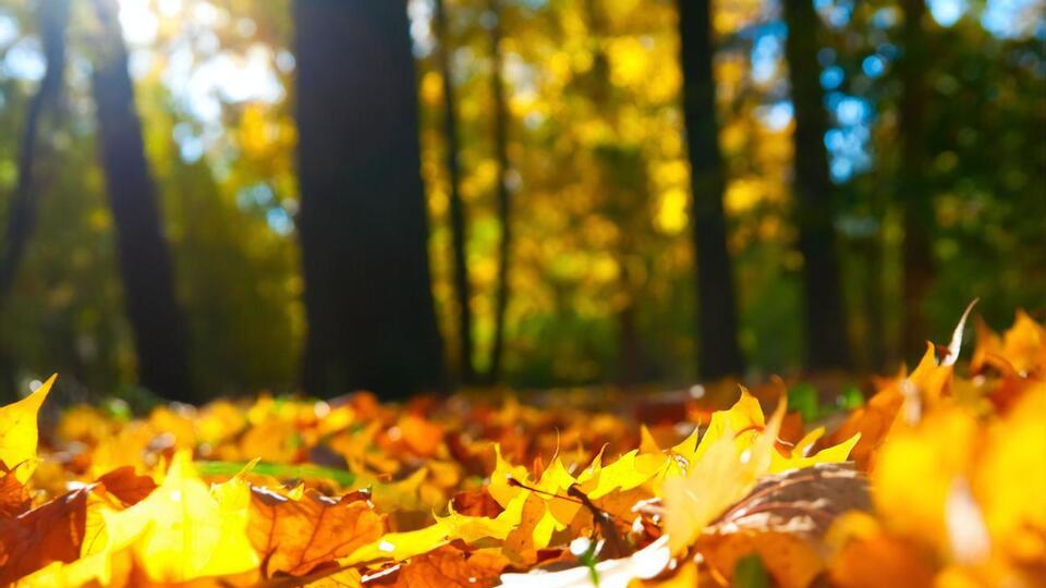 Опади найближчими днями в Україні малоймовірні, повідомила синоптикиня