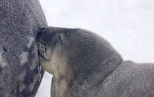 Новорожденных изначально было трое