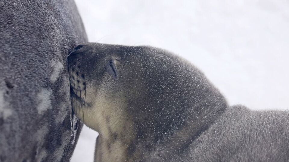 Новорожденных изначально было трое