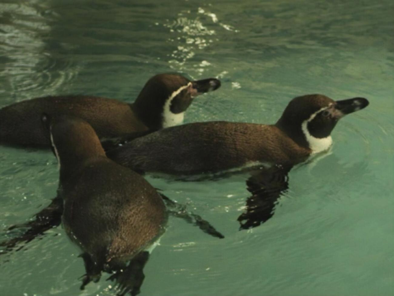 Маргарет, Агата и Шарлотта &ndash; единственные представительницы своего вида, которых можно увидеть в Украине, отмечают в Харьковском зоопарке