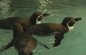 Маргарет, Агата и Шарлотта – единственные представительницы своего вида, которых можно увидеть в Украине, отмечают в Харьковском зоопарке