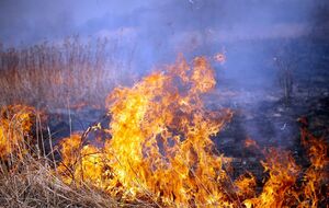 Угрозы от пожара населенным пунктам и лесному массиву нет, заверили в ГСЧС