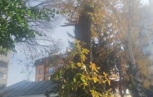 В момент падения дерева на прогулке находились 18 детей