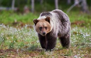 За последние 50 лет популяция медведей уменьшилась с почти 1300 до около 300 особей