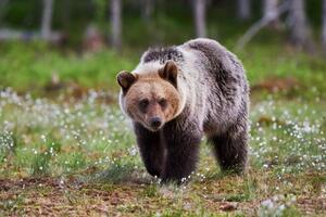 За последние 50 лет популяция медведей уменьшилась с почти 1300 до около 300 особей