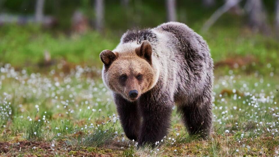 За последние 50 лет популяция медведей уменьшилась с почти 1300 до около 300 особей