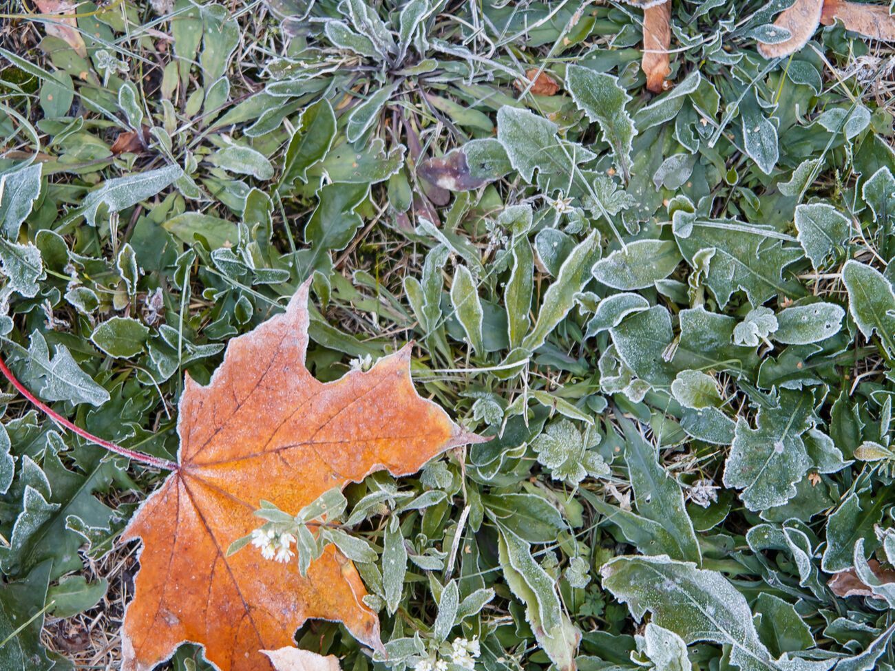 24&ndash;26 жовтня в Україні значно похолодає, повідомили в Укргідрометцентрі