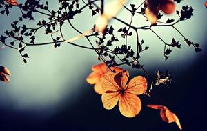 Самые короткие безморозные периоды в Киеве были зафиксированы в 1902-м и 1945 году