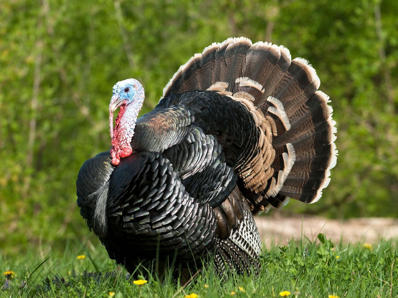 На журналистку CNN "напала" индейка