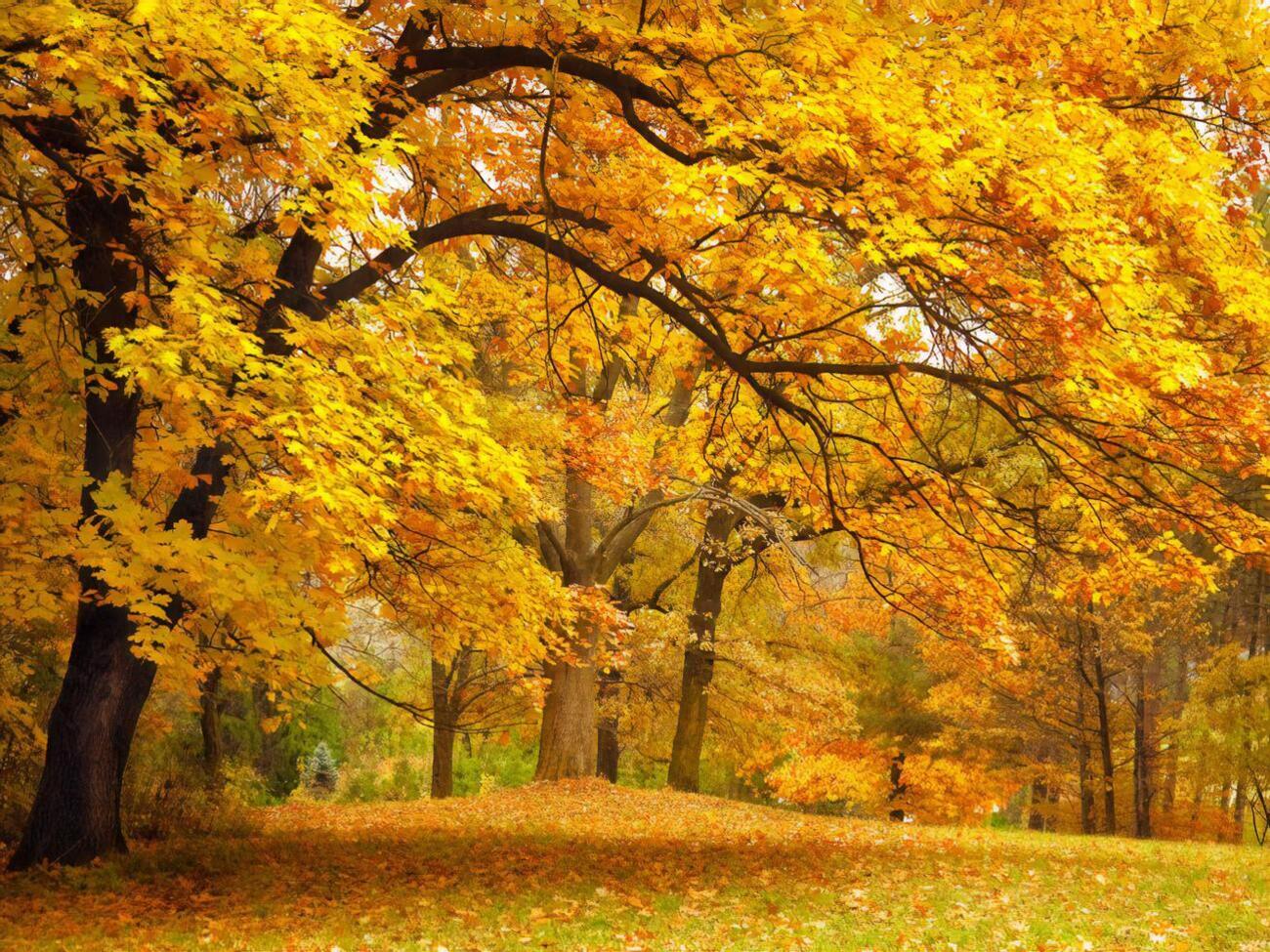 Удень 1 листопада&nbsp;температура повітря буде +10...+15 &ordm;C