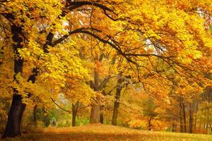 Удень 1 листопада температура повітря буде +10...+15 ºC