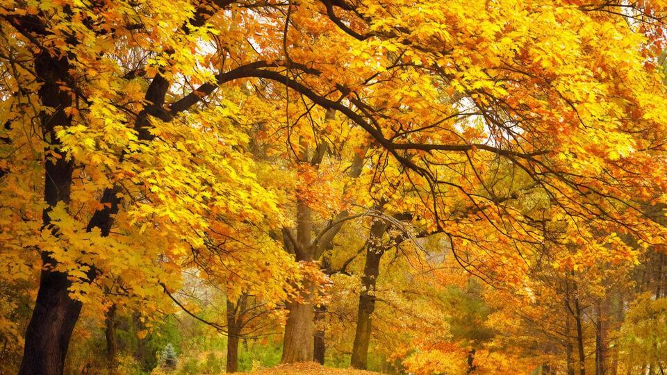 Удень 1 листопада температура повітря буде +10...+15 ºC