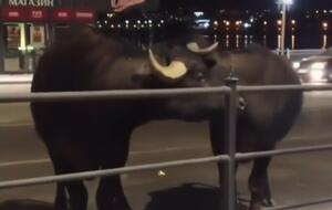 Беглецов уже поймали