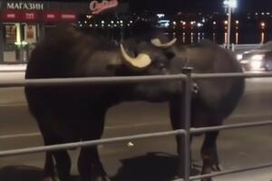 Беглецов уже поймали