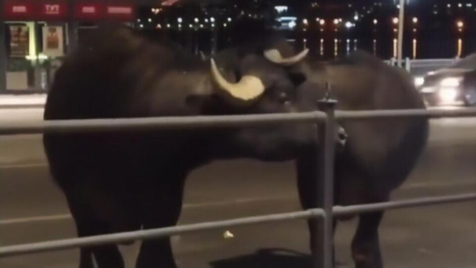 Утікачів уже зловили