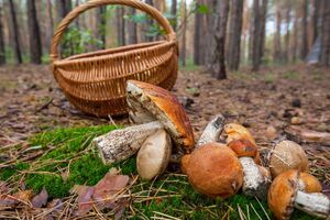 У центрі МОЗ закликали жителів не збирати дикорослих грибів
