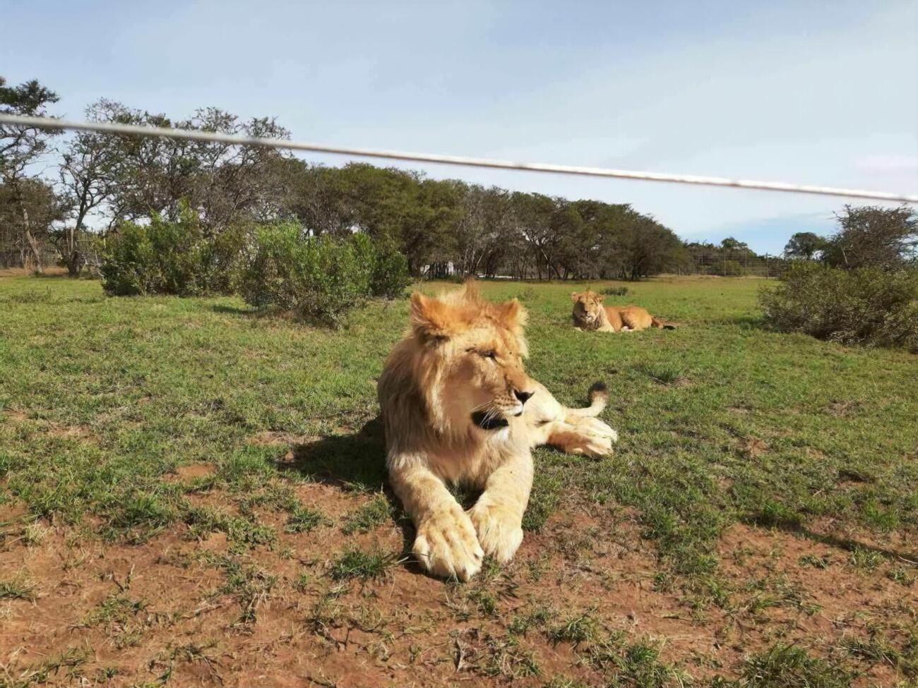 В Украине в различных зверинцах в ненадлежащих условиях содержится немало львов, отметил Фельдман