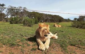 В Украине в различных зверинцах в ненадлежащих условиях содержится немало львов, отметил Фельдман