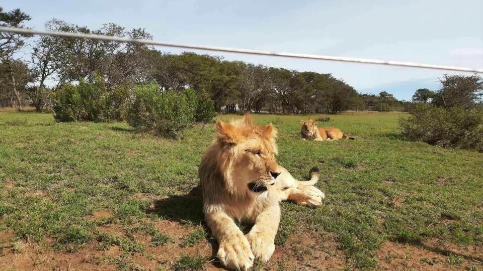 В Украине в различных зверинцах в ненадлежащих условиях содержится немало львов, отметил Фельдман