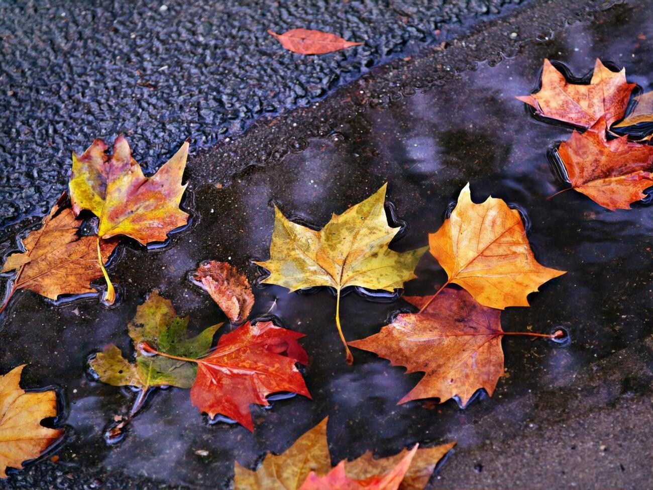 У дев'яти областях України прогнозують пориви вітру 15&ndash;20 м/с