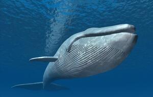 Амбра утворюється у травному тракті кашалотів