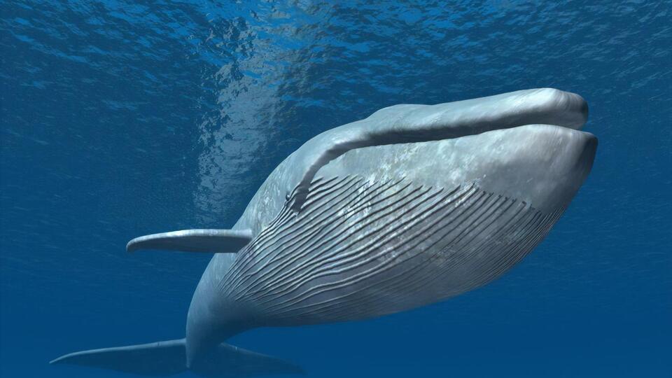 Амбра образуется в пищеварительном тракте кашалотов