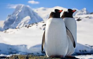 Благодаря экстремальному холоду вырос уровень морского льда вокруг Антарктиды