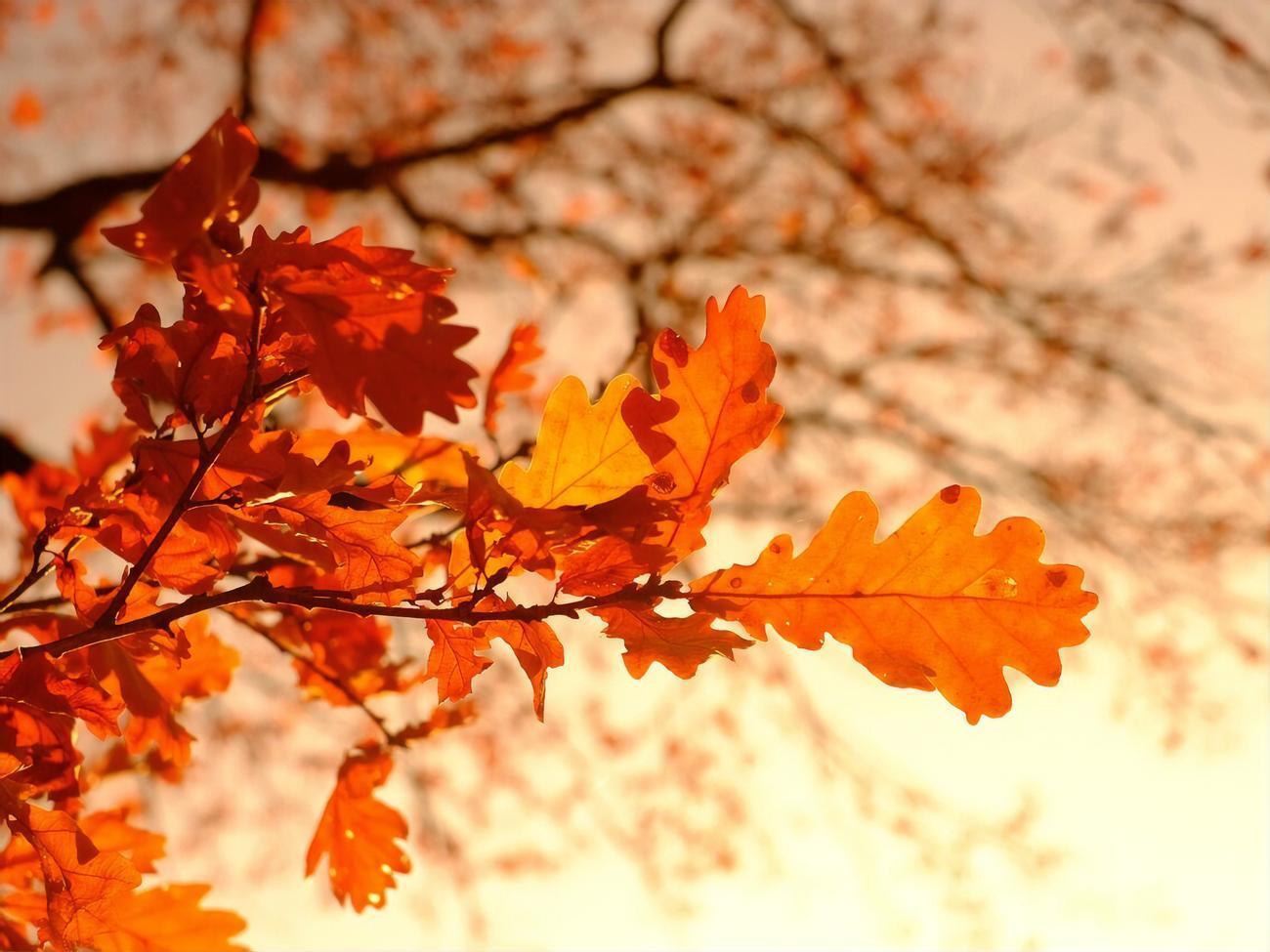 Синоптики пообіцяли в Закарпатті до +17 &deg;C